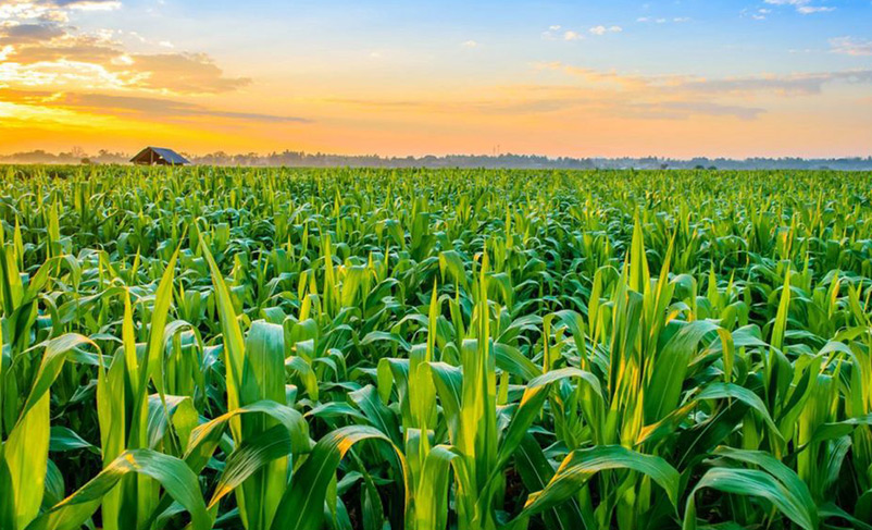 बैनर छवि 1