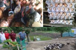 पोल्ट्री घटक